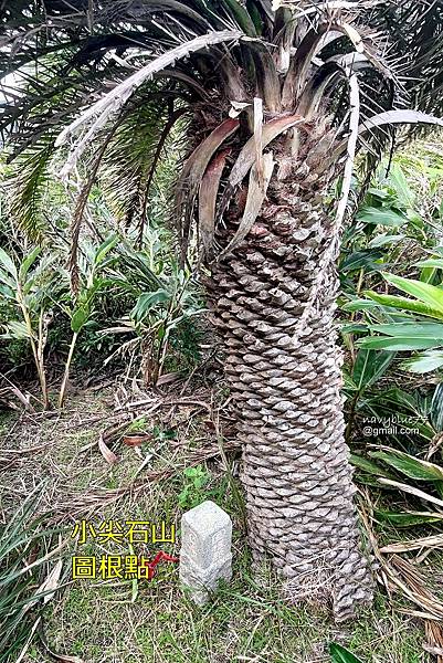 巨榕石厝-小尖石山 (38).jpg