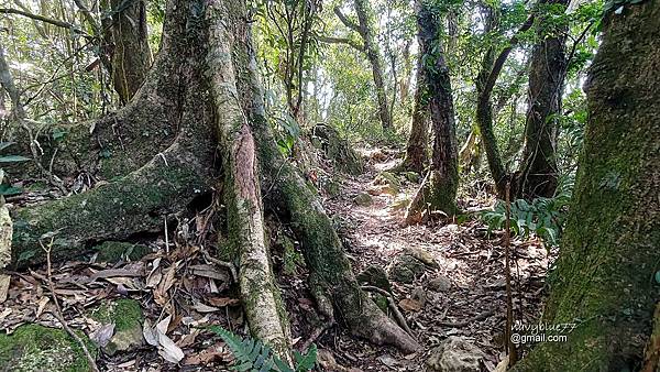 九凍雞O形2 (1).jpg