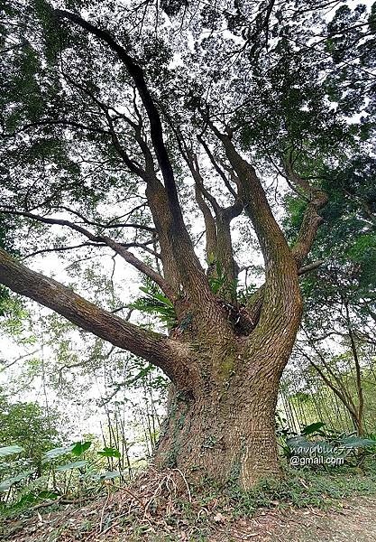 九凍雞O形2 (21).jpg