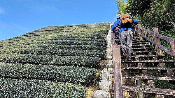 鼠眉毛縱走O形 (1).jpg