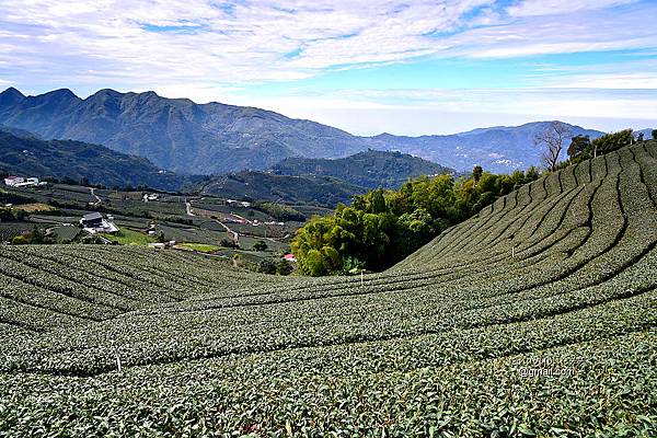 鼠眉毛縱走O形 (26).jpg