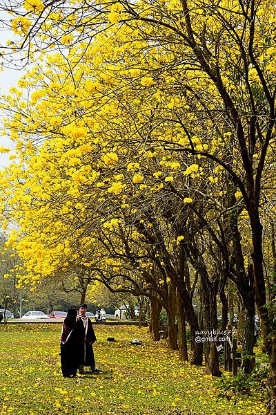 嘉義黃花風鈴木 (33).JPG