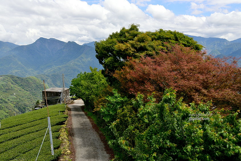 瑞太瑞奮古道 (6).JPG