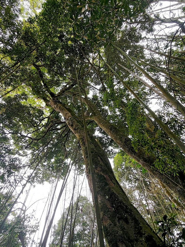 瑞太瑞奮古道 (32).jpg