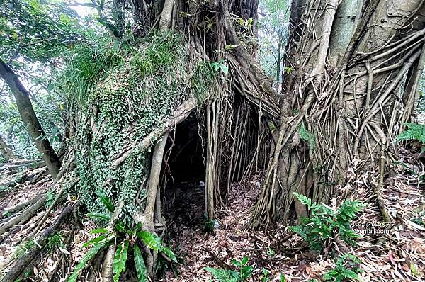 獅球嶺東砲台南榮山 (23).jpg