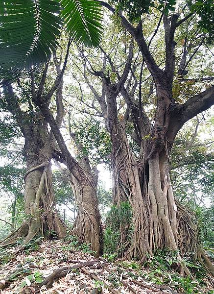 獅球嶺東砲台南榮山 (26).jpg