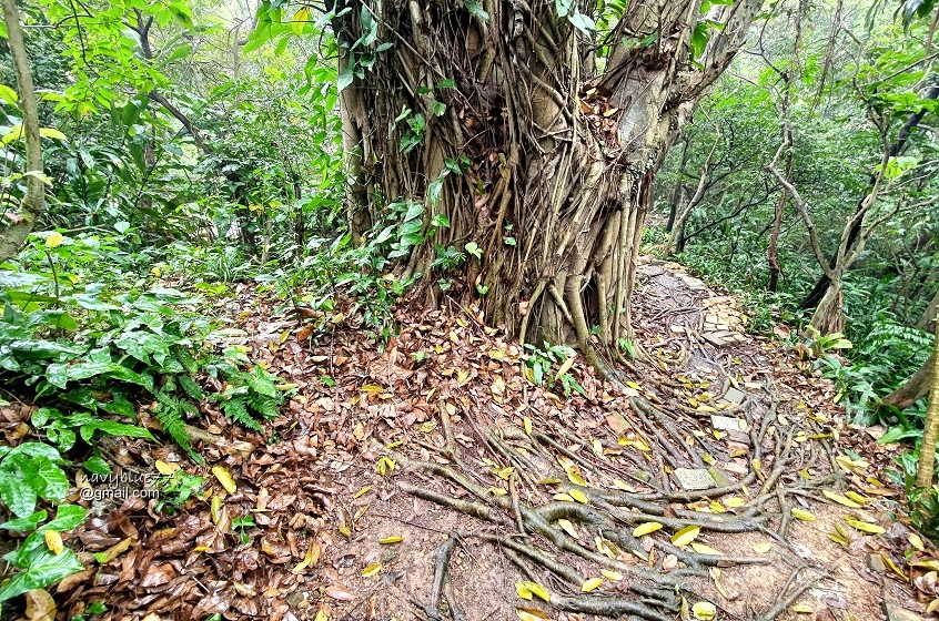 獅球嶺東砲台南榮山 (29).jpg