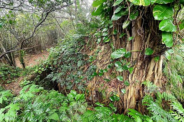 獅球嶺東砲台南榮山 (38).jpg