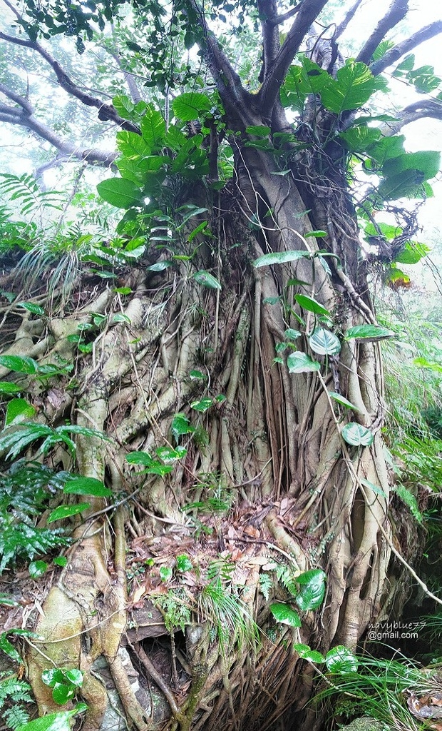 獅球嶺東砲台南榮山 (43).jpg