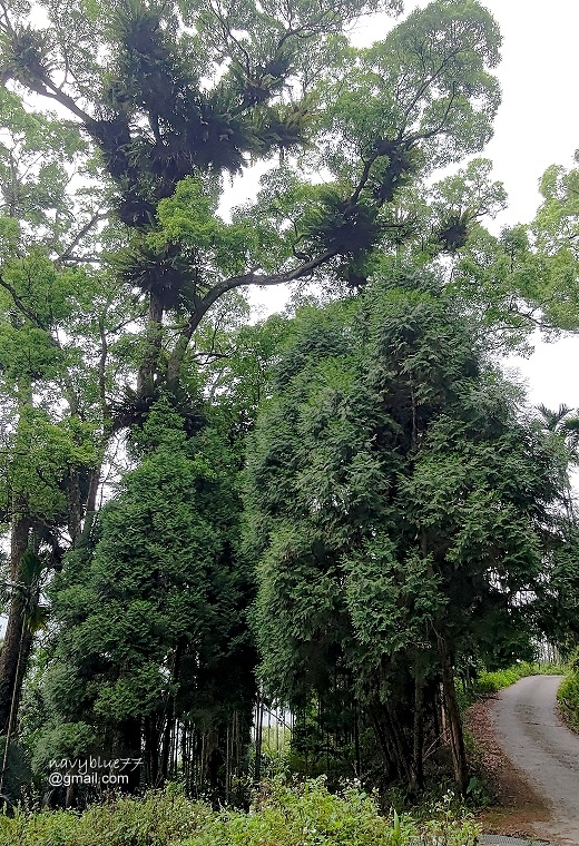 麻竹湖山阿郡山 (18).jpg