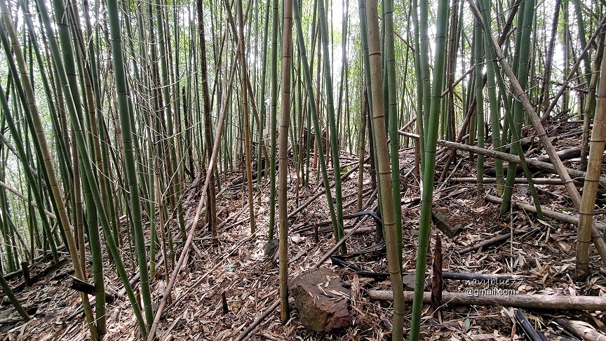 麻竹湖山阿郡山 (20).jpg