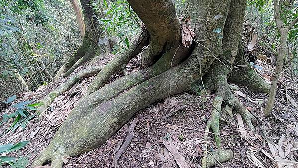 麻竹湖山阿郡山 (22).jpg