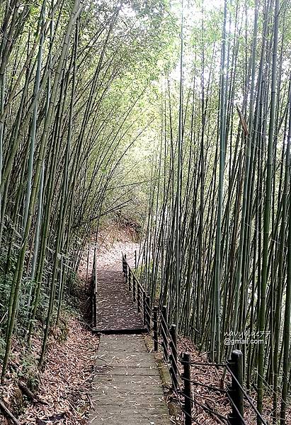 麻竹湖山阿郡山 (32).jpg