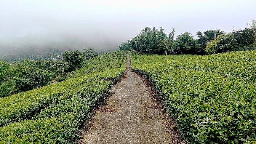 麻竹湖山阿郡山 (37).jpg