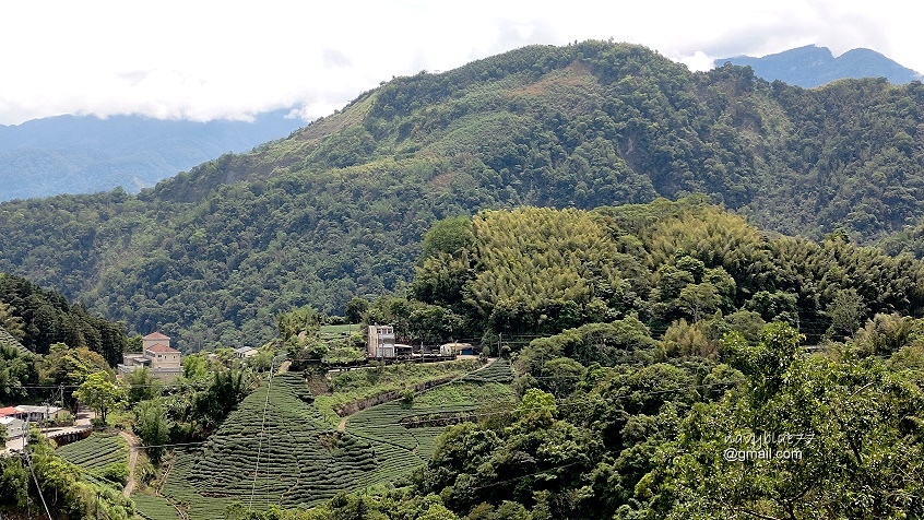 許家茶園步道 (2).jpg