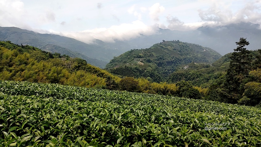 許家茶園步道 (7).jpg