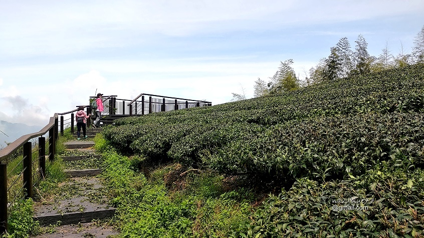 許家茶園步道 (8).jpg