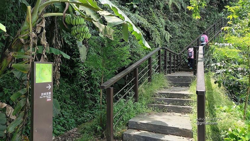 許家茶園步道 (9).jpg