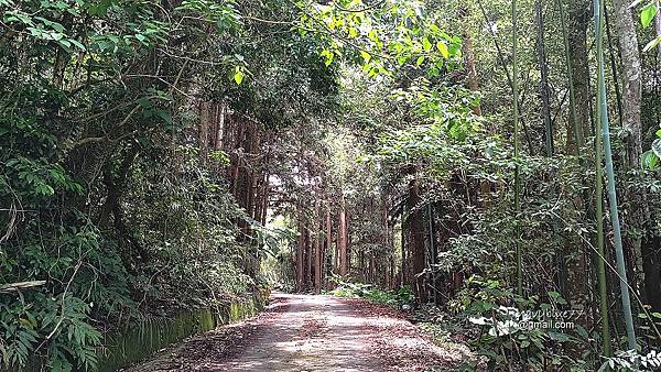 許家茶園步道 (13).jpg