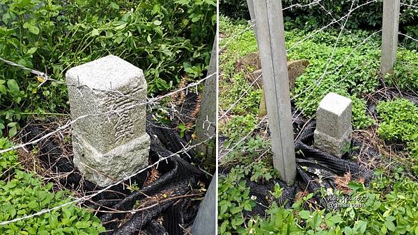 許家茶園步道 (14).jpg