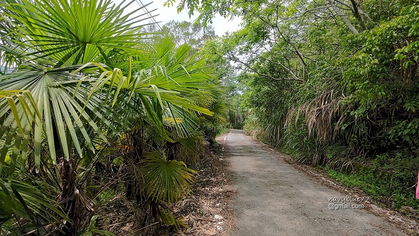 許家茶園步道 (16).jpg