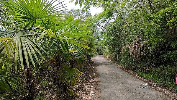 許家茶園步道 (16).jpg