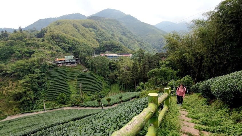 許家茶園步道 (23).jpg