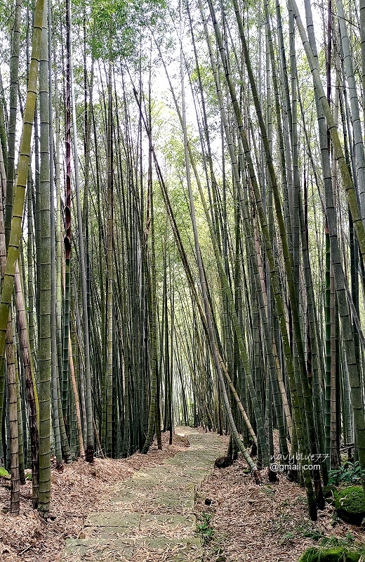 許家茶園步道 (27).jpg