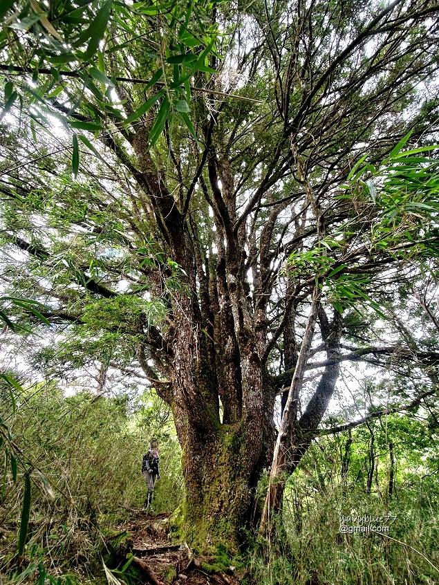 玉山林道 (6).jpg