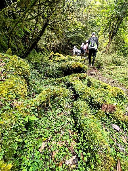 玉山林道 (28).jpg