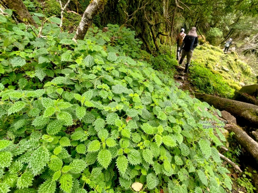 玉山林道 (26).jpg