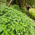 玉山林道 (26).jpg