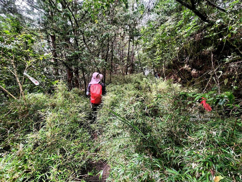 玉山林道 (41).jpg