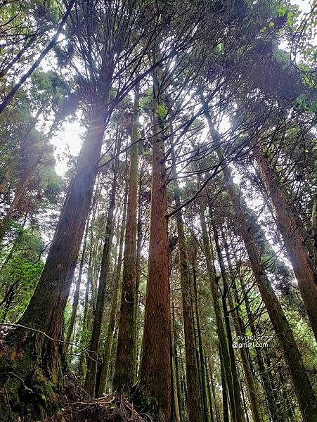 玉山林道 (50).jpg