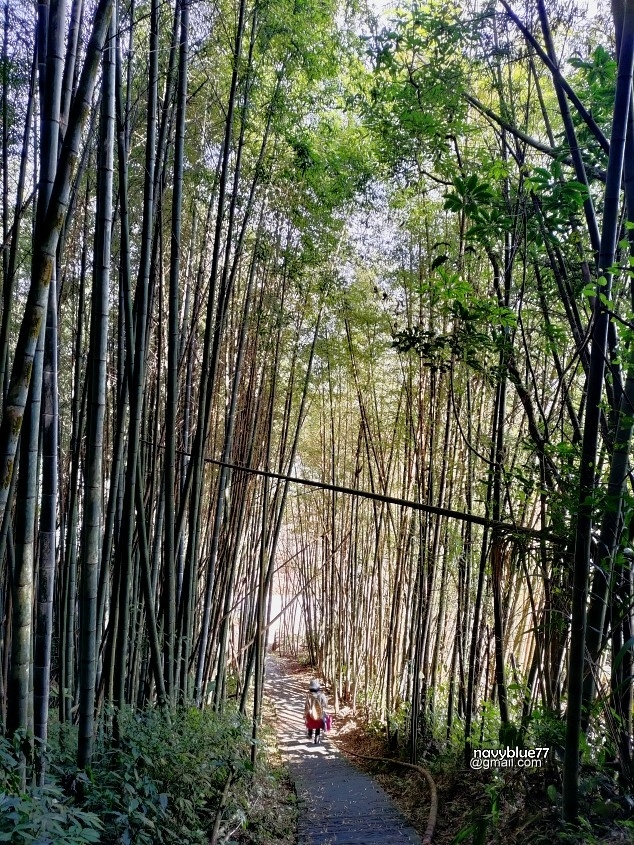 茶林山步道 (28).jpg