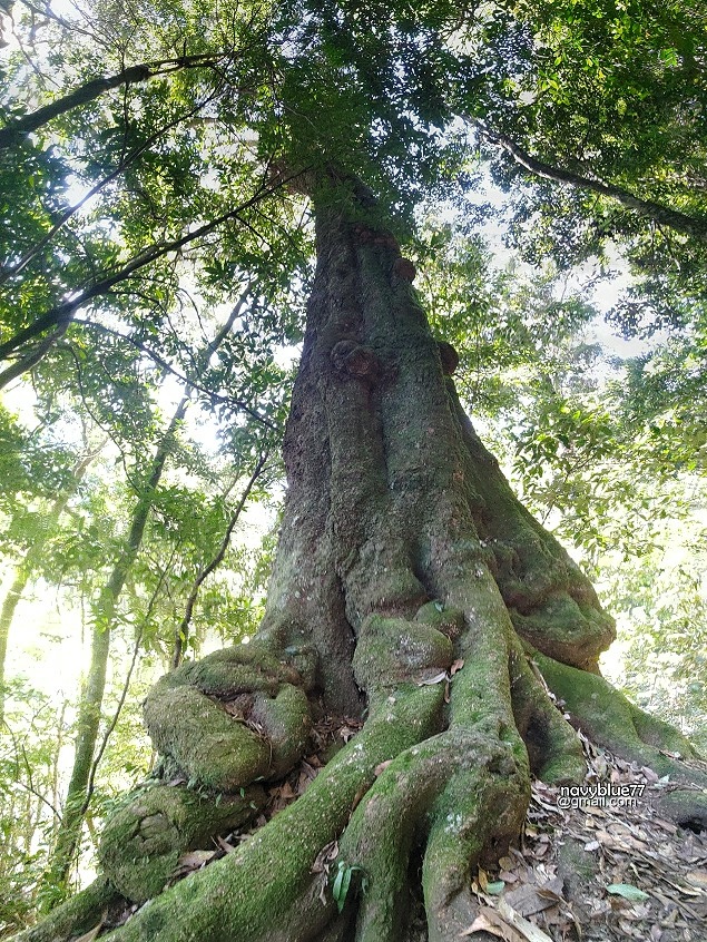 豐阿縱走-石夢谷 (28).jpg