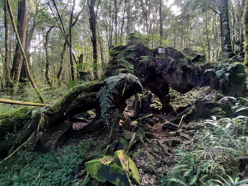 豐阿縱走-大瀧溪線(46).jpg