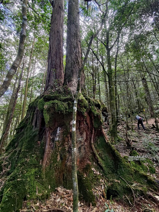 豐阿縱走-大瀧溪線(57).jpg