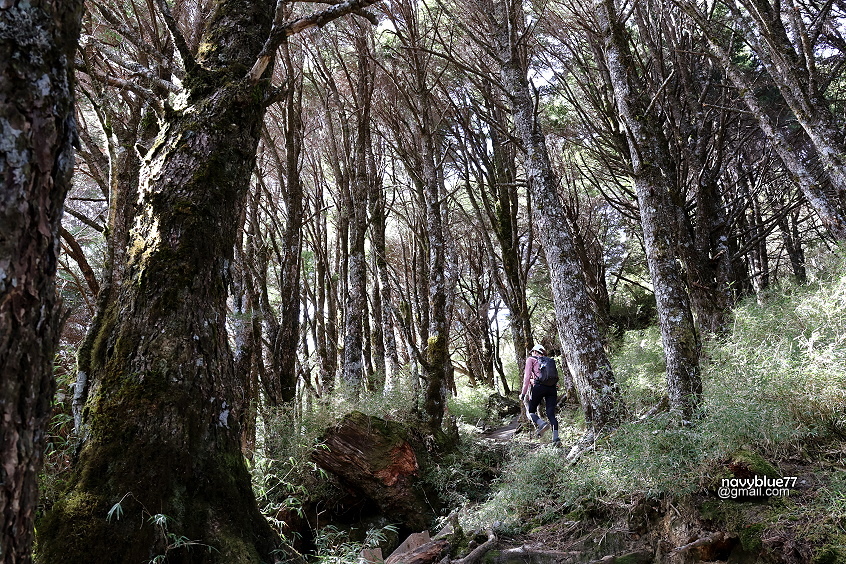 庫哈諾辛山(42).JPG