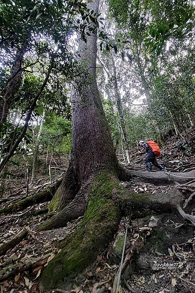 大霸尖山(55).jpg