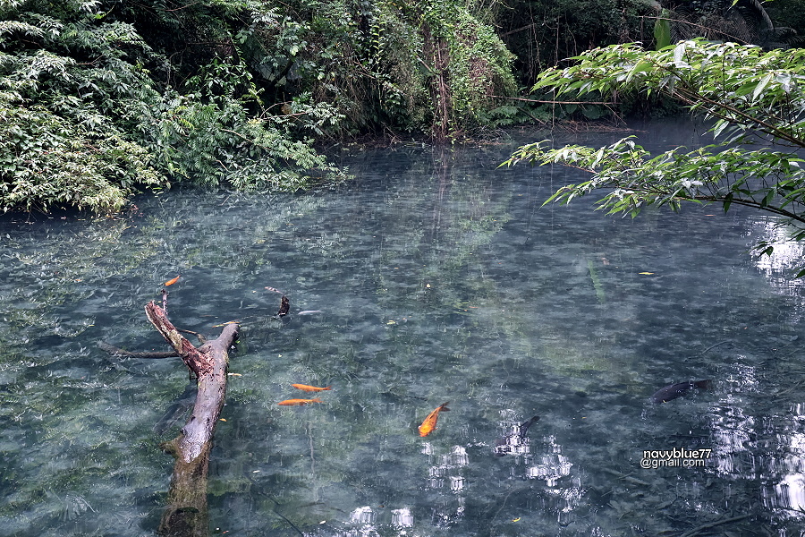 四十份湧泉 (7).JPG