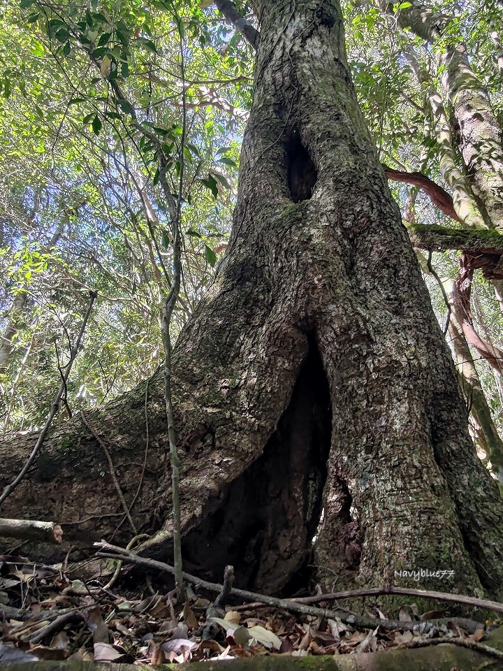 阿禮井步山 (12).jpg
