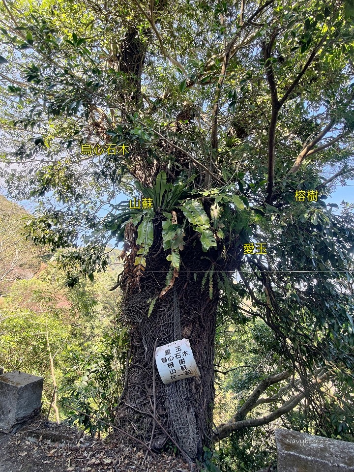 阿禮井步山 (31).jpg