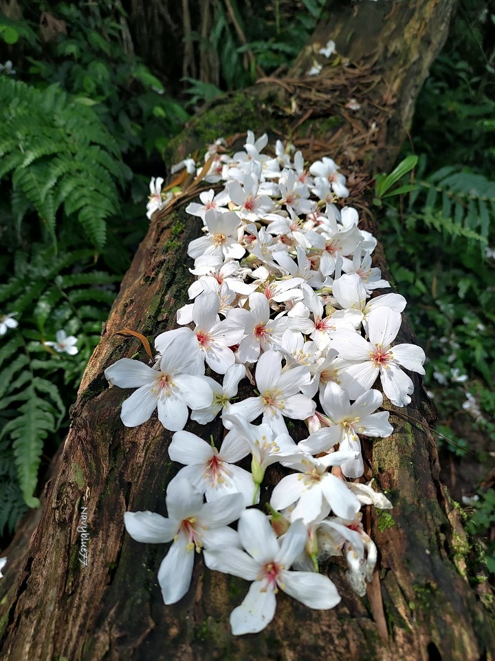 山中湖O形 (4).jpg 山中湖O形 (4).jpg