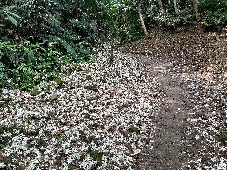 山中湖O形 (7).jpg 山中湖O形 (7).jpg