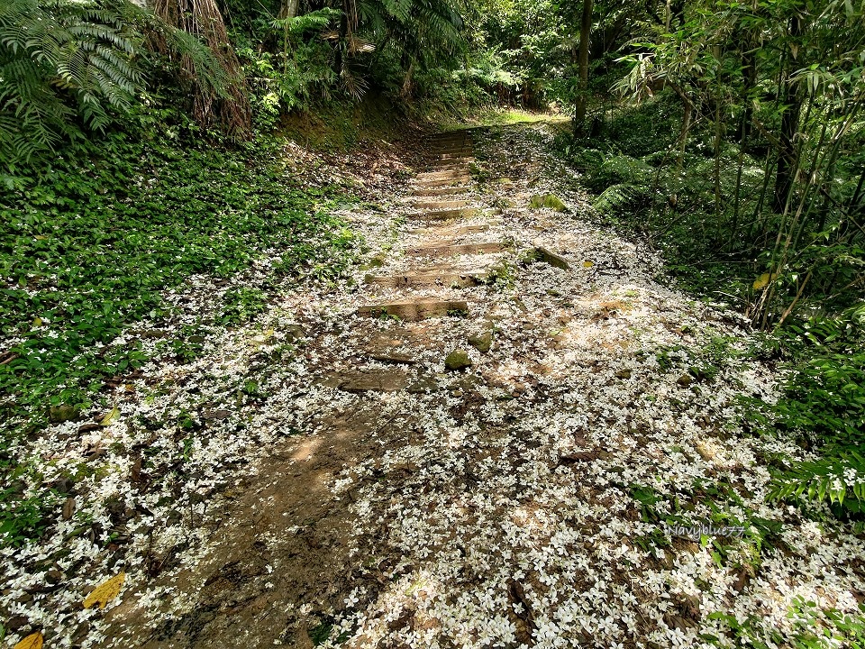 山中湖O形 (11).jpg 山中湖O形 (11).jpg