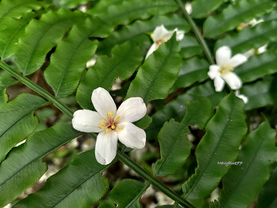 山中湖O形 (25).jpg 山中湖O形 (25).jpg