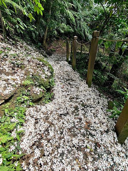 汐止白雲山 (6).jpg