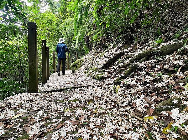 汐止白雲山 (4).jpg