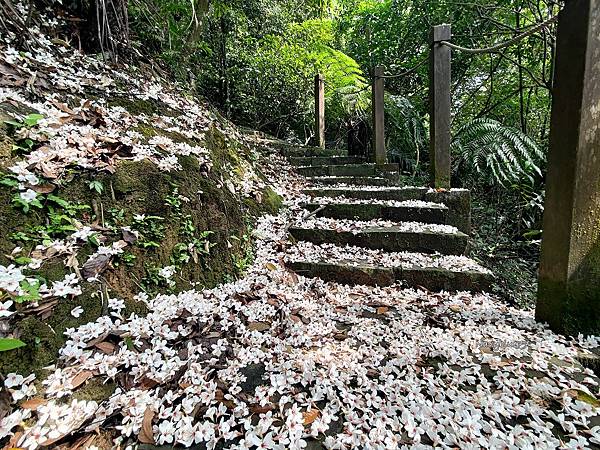 汐止白雲山 (8).jpg